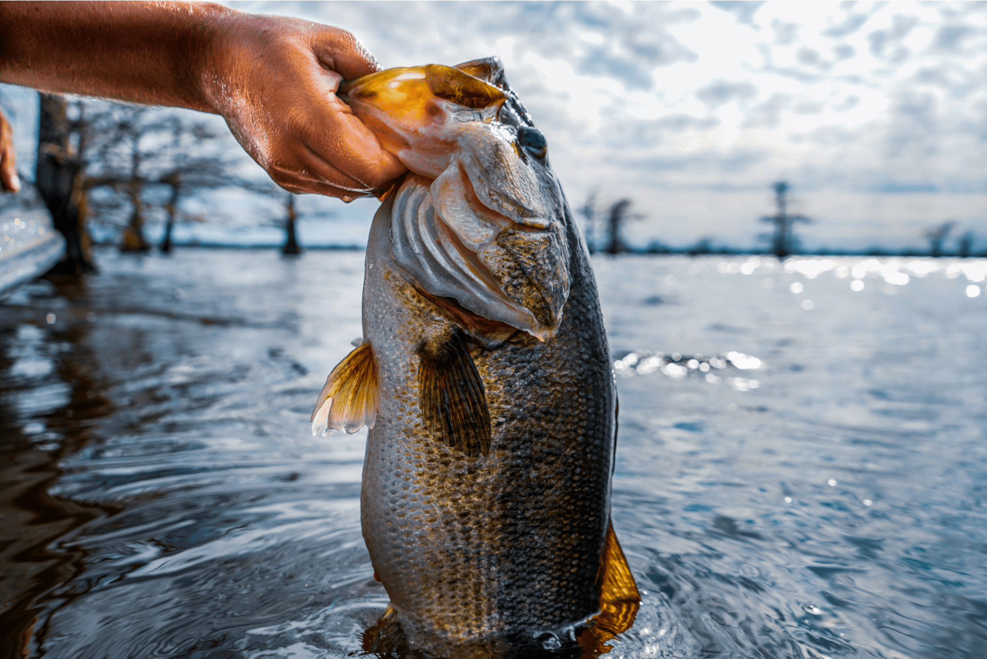 Bass Lake Fishing  Lake Fork Fishing Report - Feb 2022